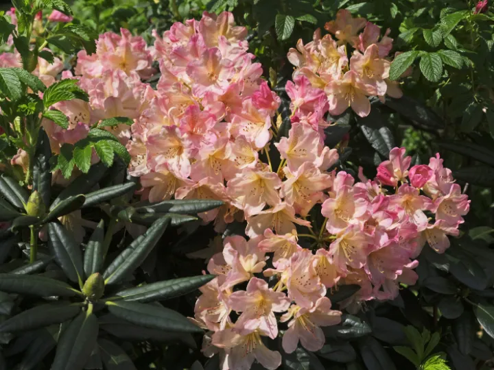 Rhodos