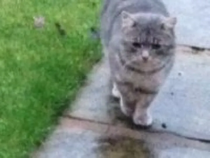 Stray cat--