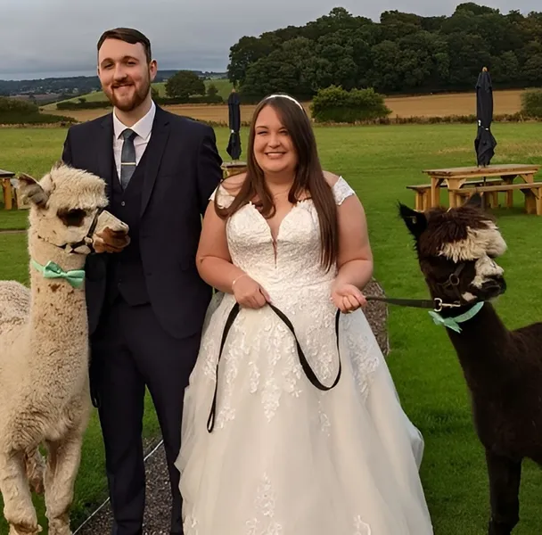 Alpaca Wedding Hire Uk 1