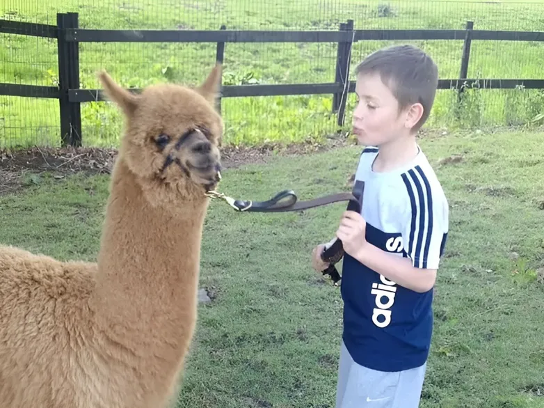 Alpacas After School 3