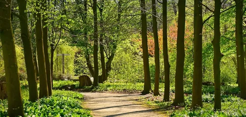 Lane, tree, forest