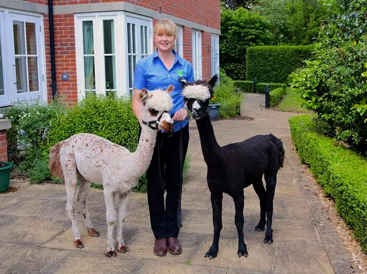 Two Alpacas