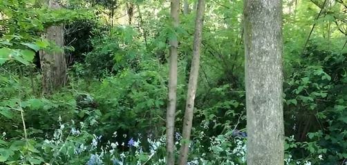Wilding Area 1