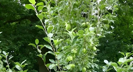 Orchard 1