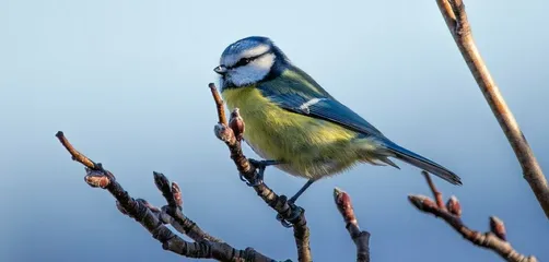 Blue tit, nature, bird