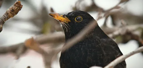 A blackbird perched on snow-covered tree branches in a winter setting, displaying its bright yellow beak.