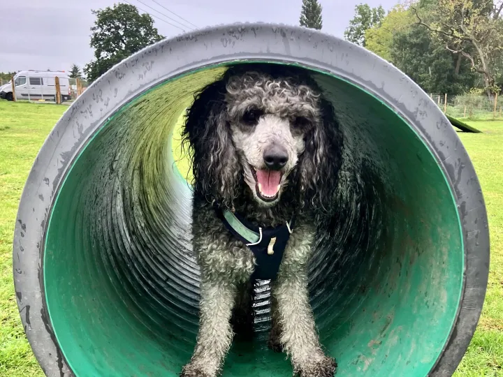 Herbie in a tube
