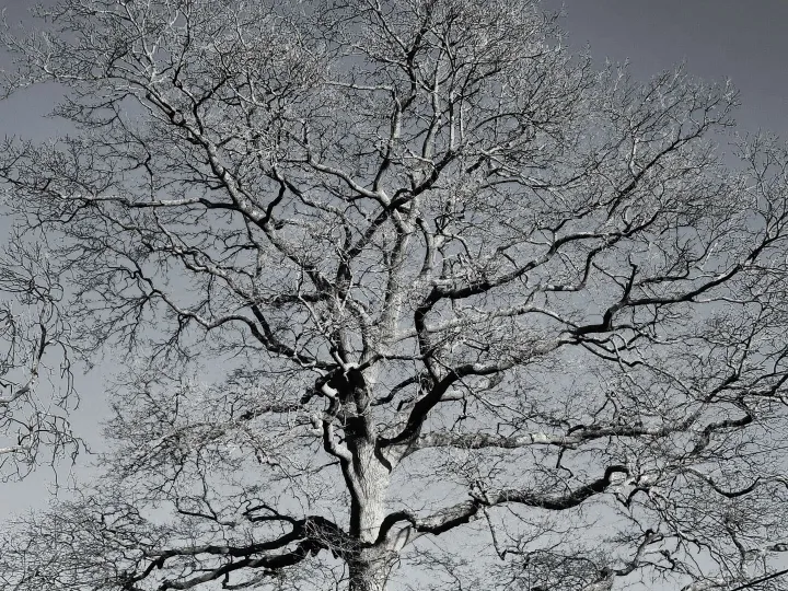 Life in The Grey
