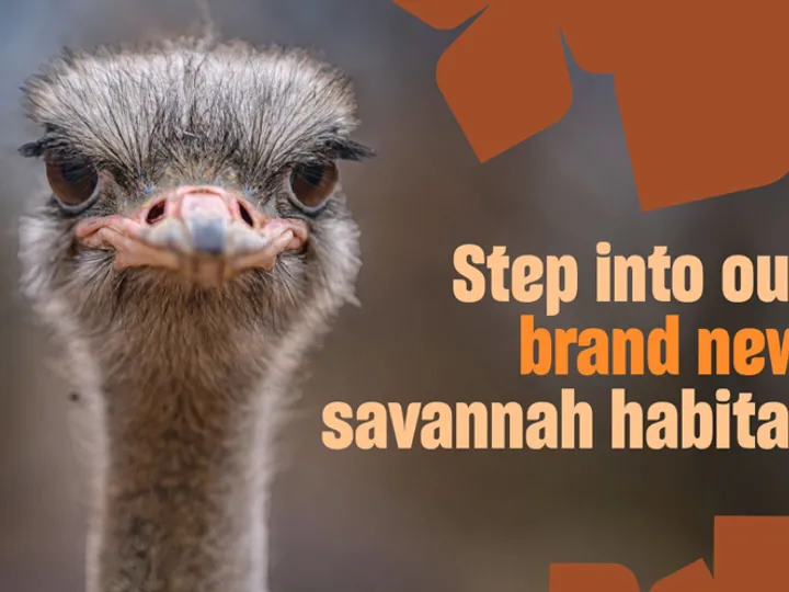Savannah
