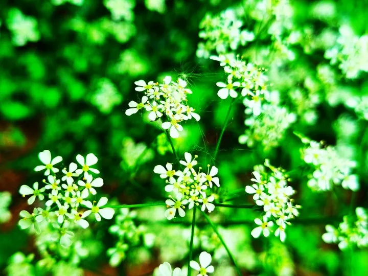 Cowparsley