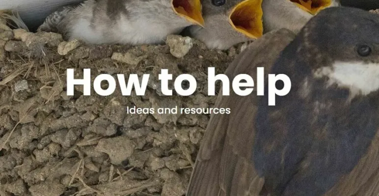 2025-06-09 House Martins & How to Help