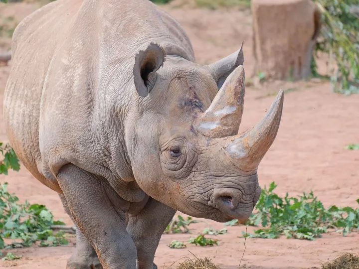 black rhino