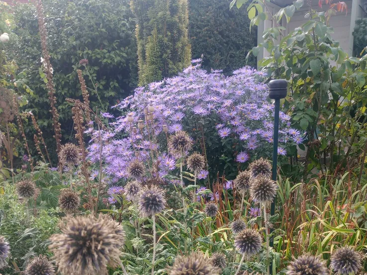 seed heads and flowers