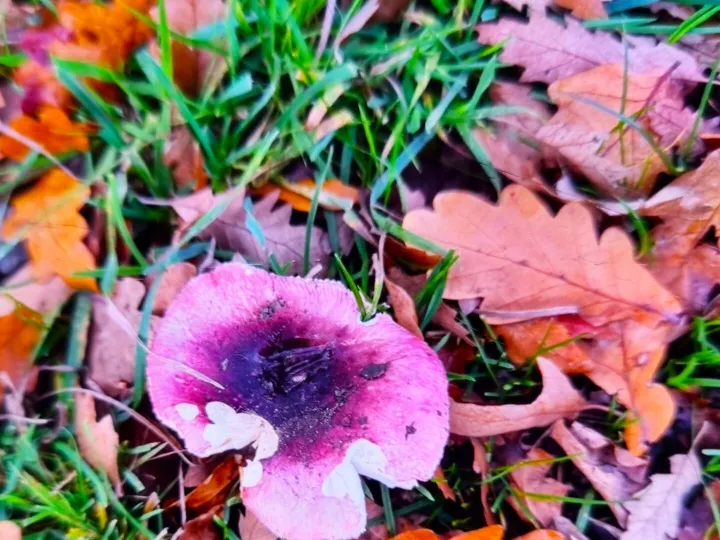 Purple Brittlegill