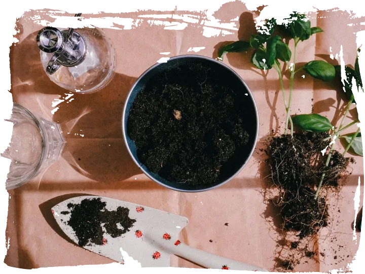 Seedlings, soil and hand tools laid out on a workbench