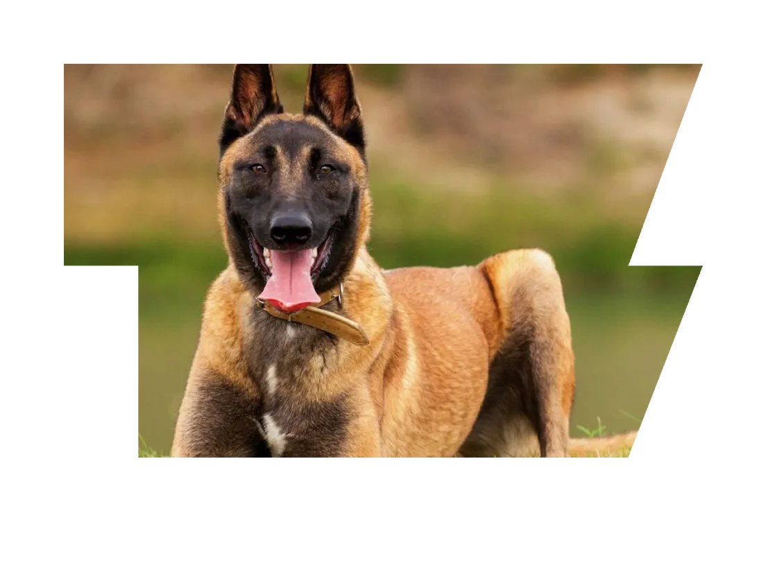 Belgian Malinois Puppy Training