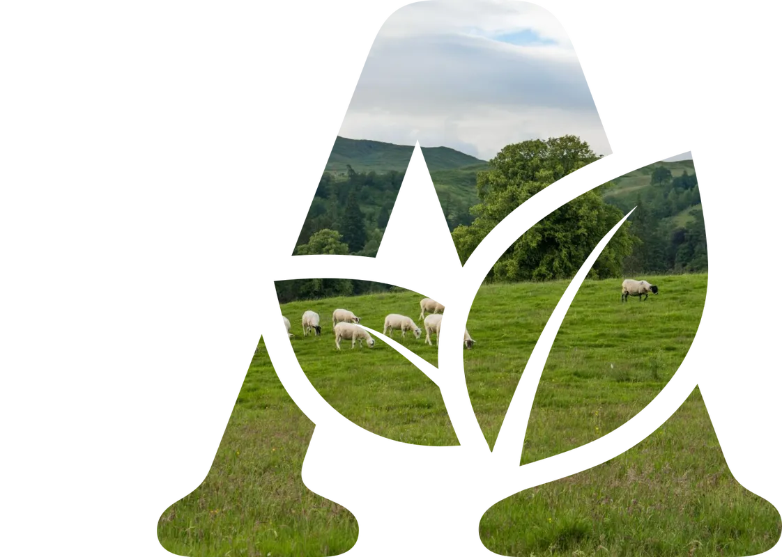 Sheep in a field