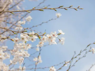 Vibrant cherry blossoms in full bloom on a clear