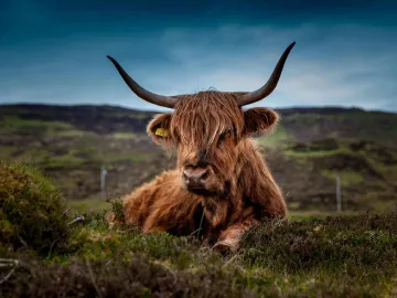 A Highland cattle lying in a lush green meadow