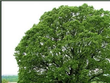 oak-bacva-pogachnik1-500