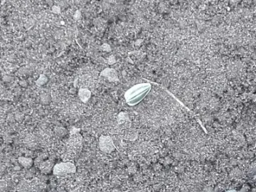 secret sunflower grower1 12 April