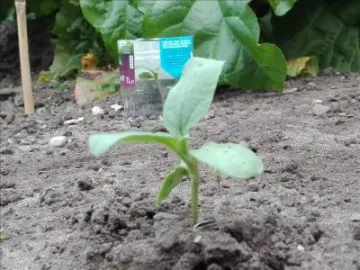 Secret Sunflower Sower4-docx