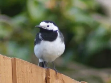 Oliver 39 s Picture Of A Pied Wagtail In 39 my Environment 39
