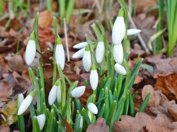 +Snowdrops_JT