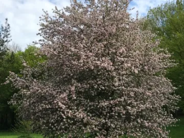Wild Apple Tree In Blossom