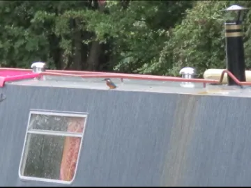 Kingfisher near Turnpike Field