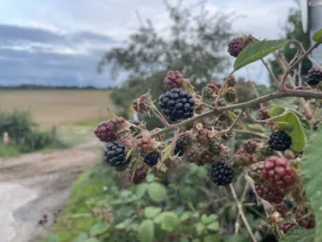 Blackberries