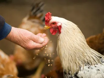 Close-up of a rooster eating grains from a person's hand in a rural farm setting.