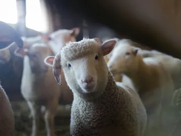 Close-up of a curious sheep in a rustic barn