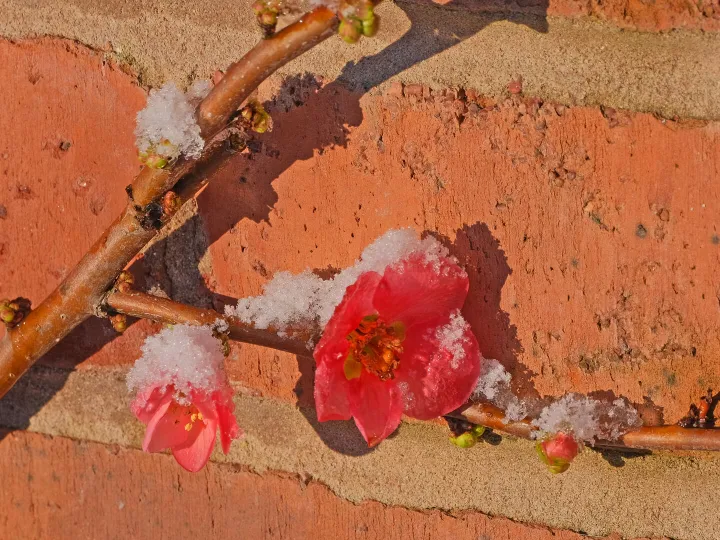 # The Darling Buds F8991