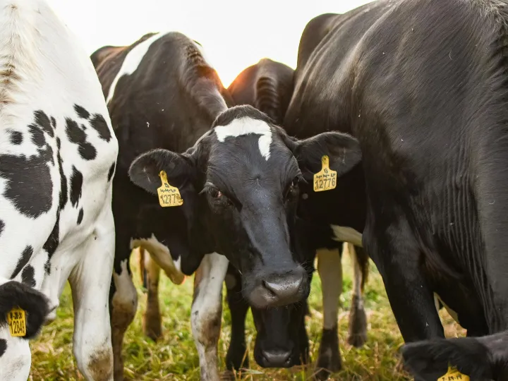 Holstein cows with ear tags grazing outdoors at