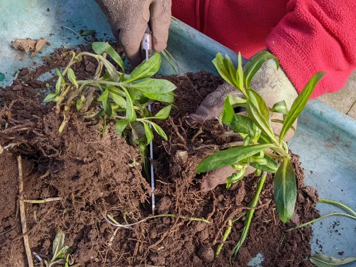 Jacqui Splitting Perennials 2