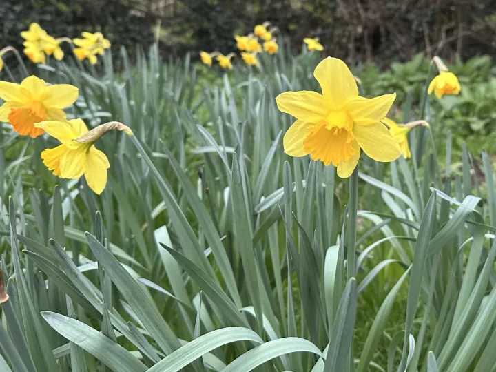 Daffodils March Spring