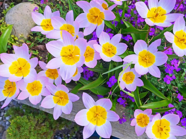 RR Tulips (Species) F9188