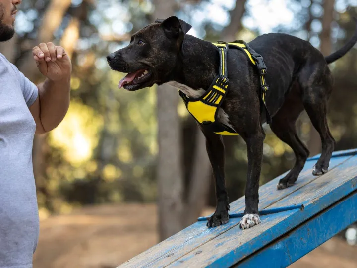 Male dog trainer outdoors with dog during session