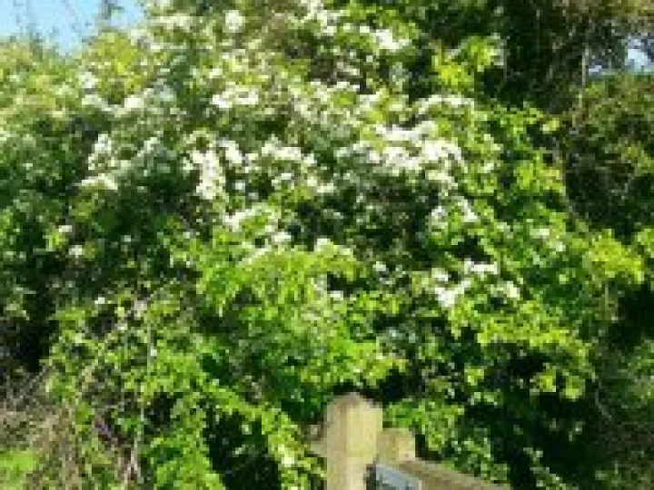 Hawthorn