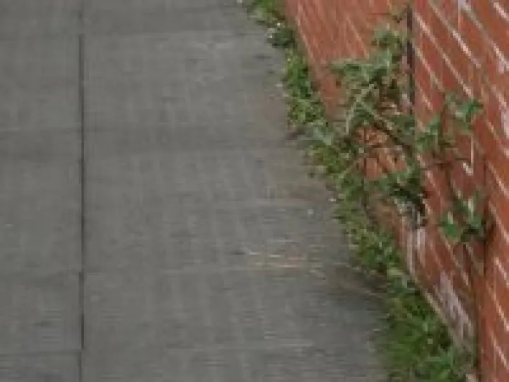 pavement_weeds_CPB
