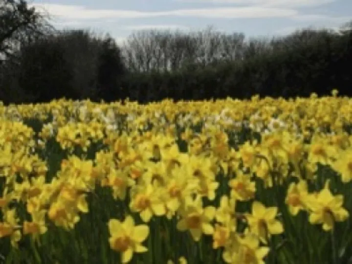 WI Report March 2016 Daffodils