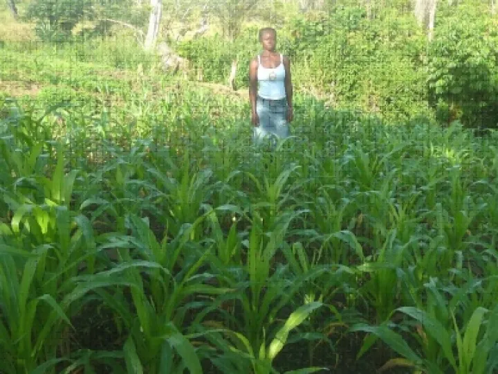 Green Shoots in SL Aminata