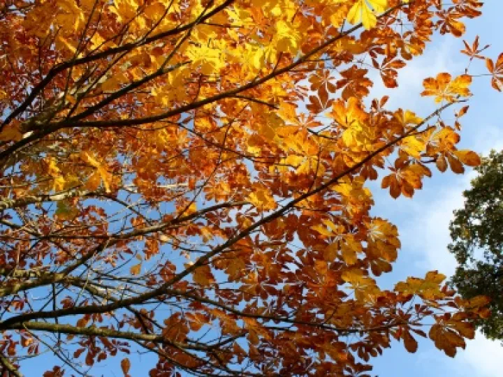 Horse chestnut autumn