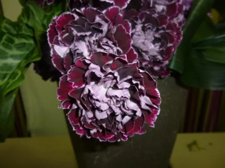 Flower Club April 2017 P1030232