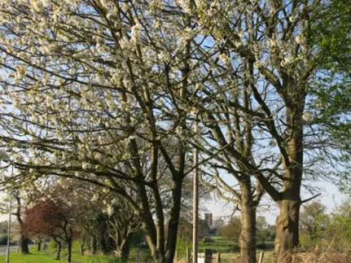 Springtime in Tarvin Img_5586