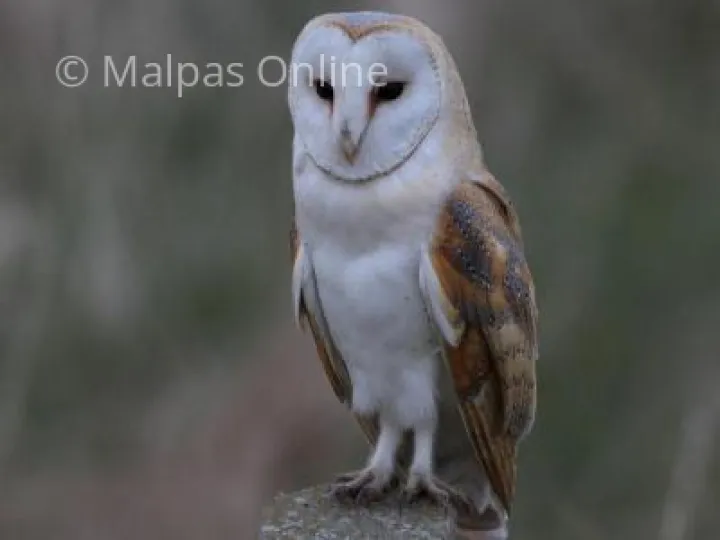 Adult Barn Owl (Latin Name – Tyto alba )