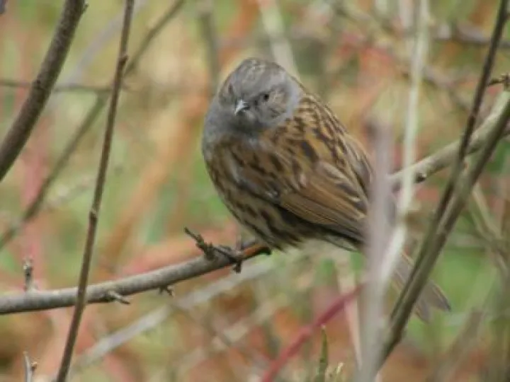 Dunnock