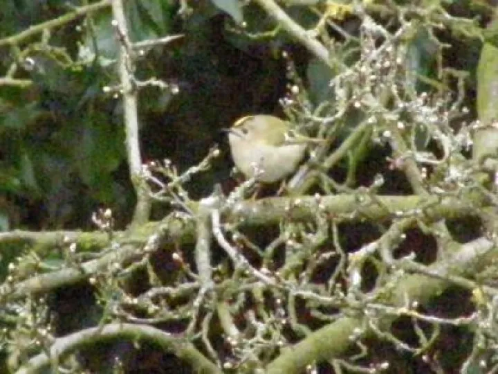 Goldcrest 1
