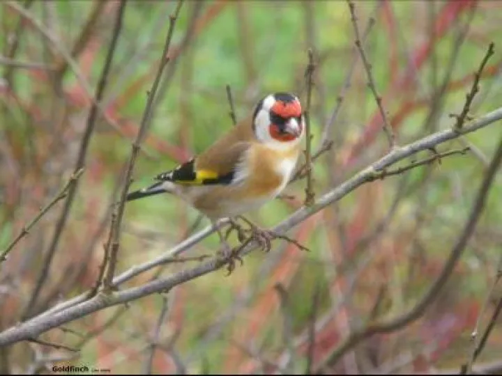 Goldfinch